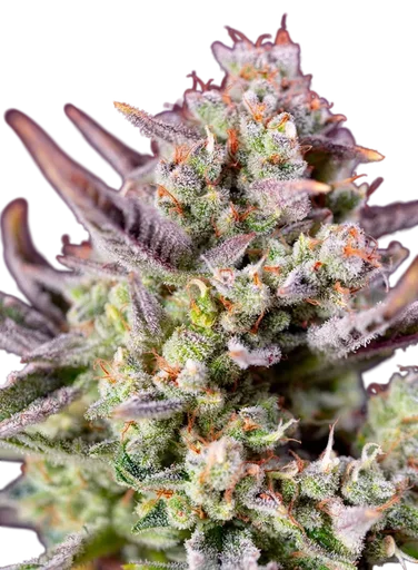 Sweet Zenzation XL Auto
