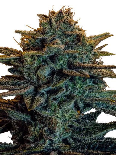 Sweet Zombie
