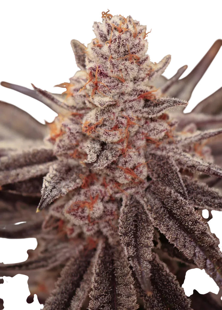 Boardwalk Bubba | PHOTOFEM | Lovin In Her Eyes