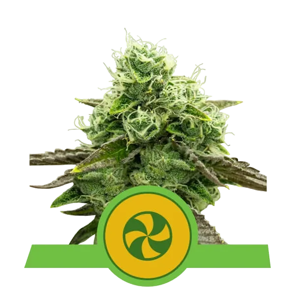 Sweet ZZ Auto | AUTOFEM | Royal Queen Seeds