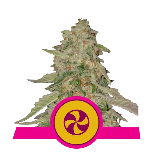 Sweet ZZ (formerly Sweet Zkittlez) | PHOTOFEM | Royal Queen Seeds