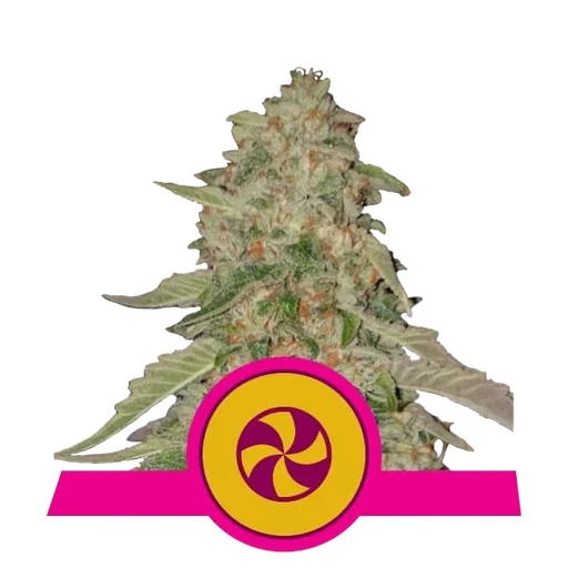Sweet ZZ (formerly Sweet Zkittlez)
