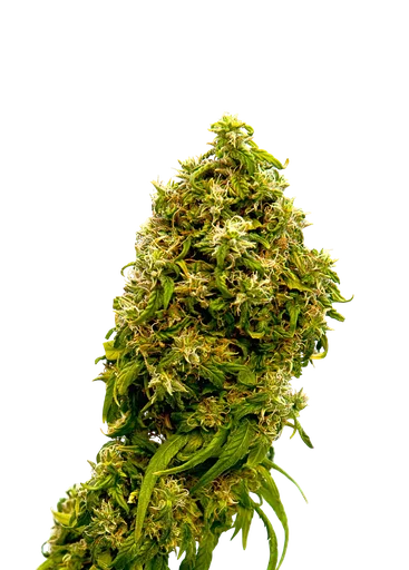 Swiss Dream CBD