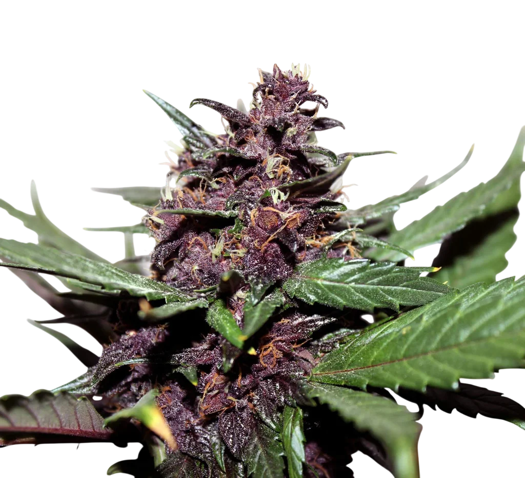 Swiss Dream Rose CBD Auto | AUTOFEM | Kannabia Seeds