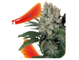 Syrup Auto | AUTOFEM | Buddha Seeds
