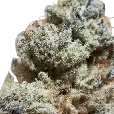 Tacky Glue | PHOTOFEM | In House Genetics