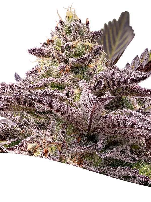 Tahiti Vibez Auto | AUTOFEM | Anesia Seeds