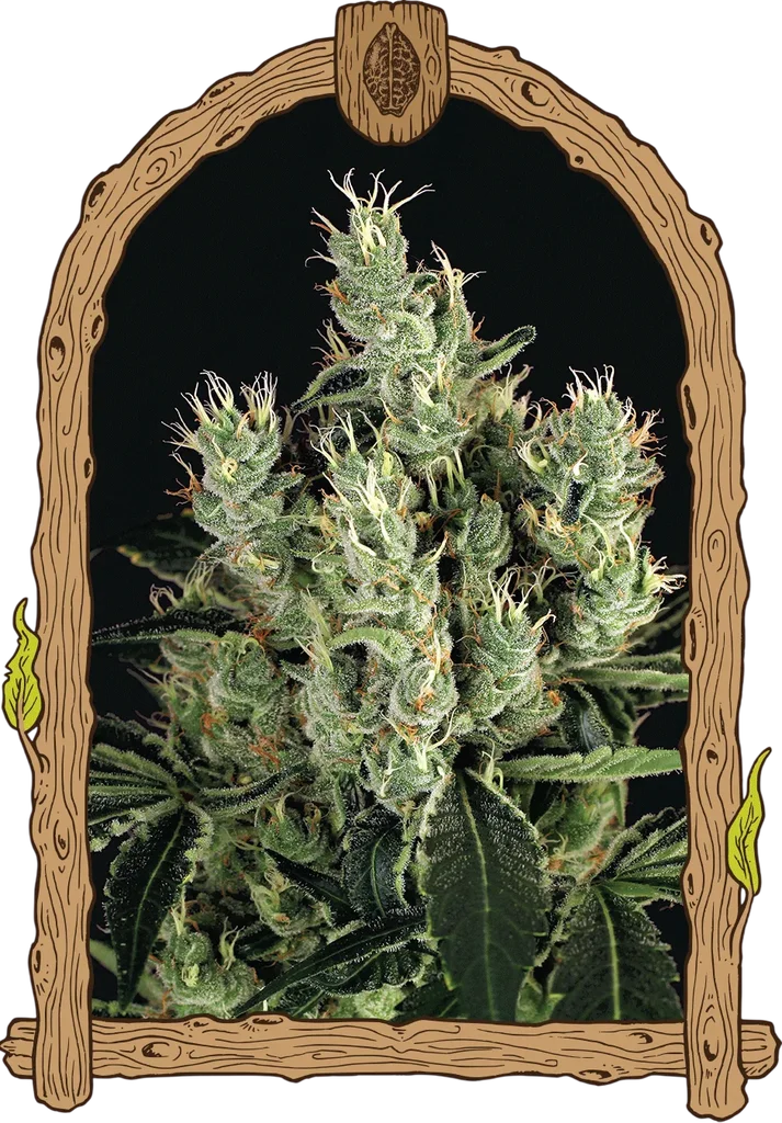 Tangerine Band | PHOTOFEM | Exotic Seed