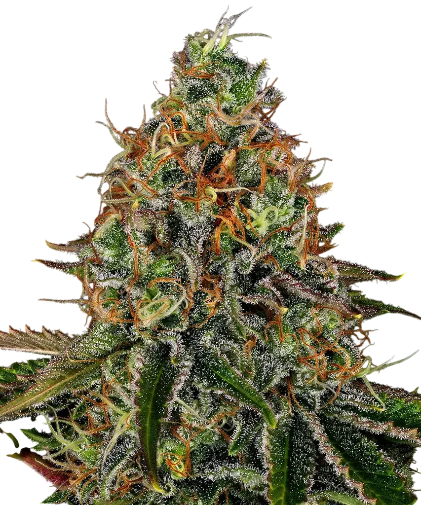 Tangerine Dream Auto | AUTOFEM | Barneys Farm