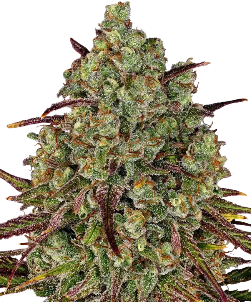 Tangerine Dream | PHOTOFEM | Barneys Farm
