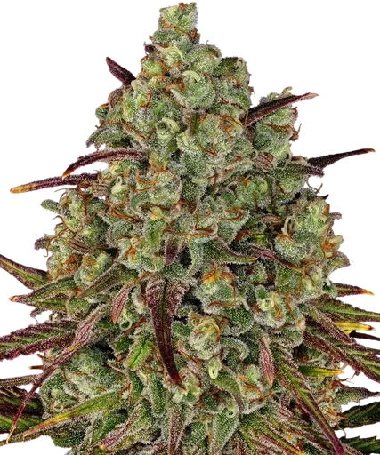 Tangerine Dream