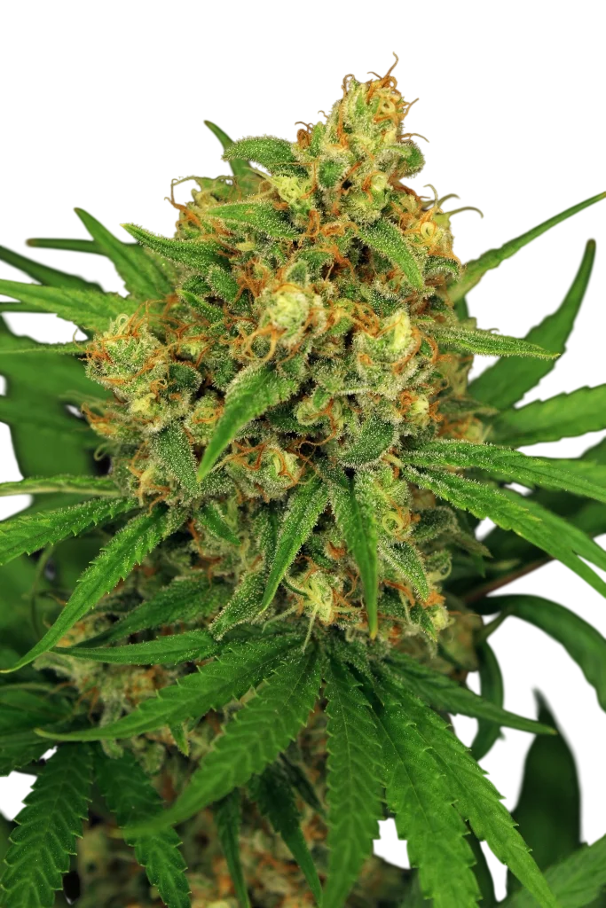 Tangerine Kush | PHOTOFEM | Exotic Seed