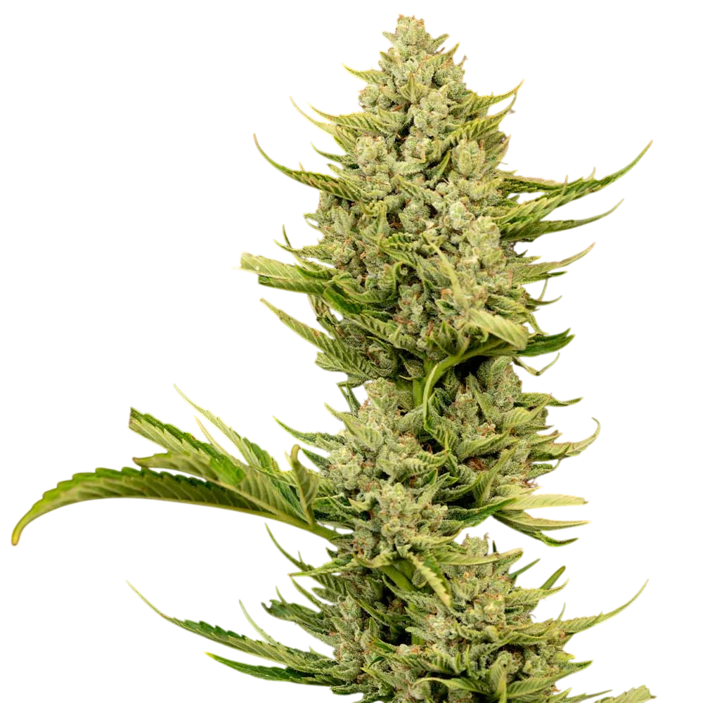 Tangerine Snow F1 Fast | PHOTOFEM | Seedsman