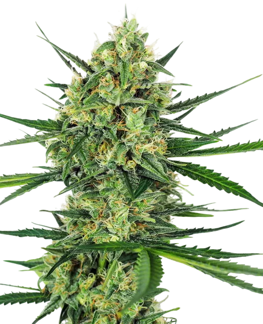 Tangerine Sugar | PHOTOFEM | Sensi Seeds
