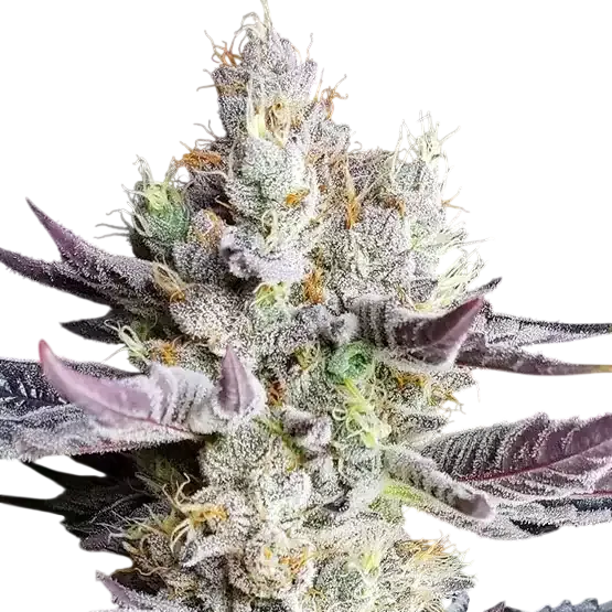 BooBerry Cookies RBX | PHOTOFEM | Ethos Genetics