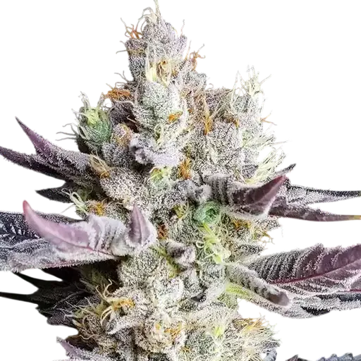 BooBerry Cookies RBX | PHOTOFEM | Ethos Genetics