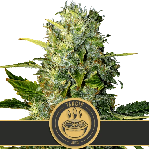 Tangie Auto