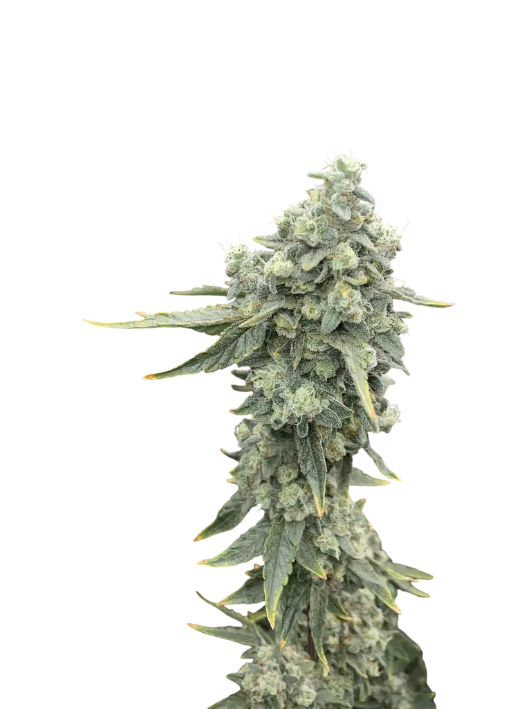 Boof Boss | PHOTOFEM | Elev8 Seeds
