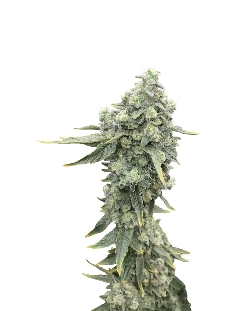 Boof Boss | PHOTOFEM | Elev8 Seeds