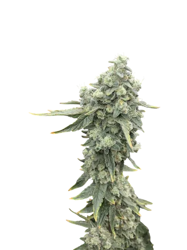 Boof Boss