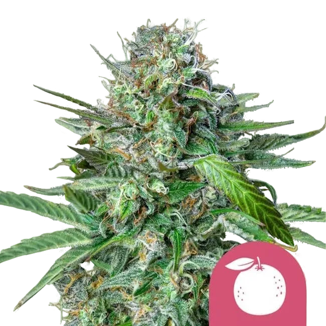 Tangie | PHOTOFEM | Royal Queen Seeds
