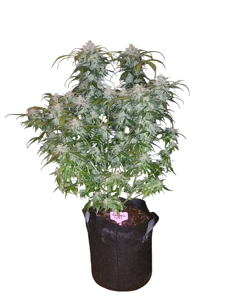 Tangie Matic Auto | AUTOFEM | Fast Buds