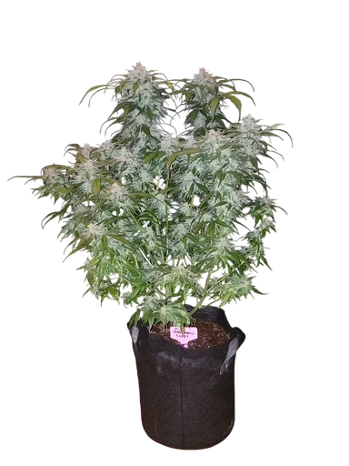 Tangie Matic Auto