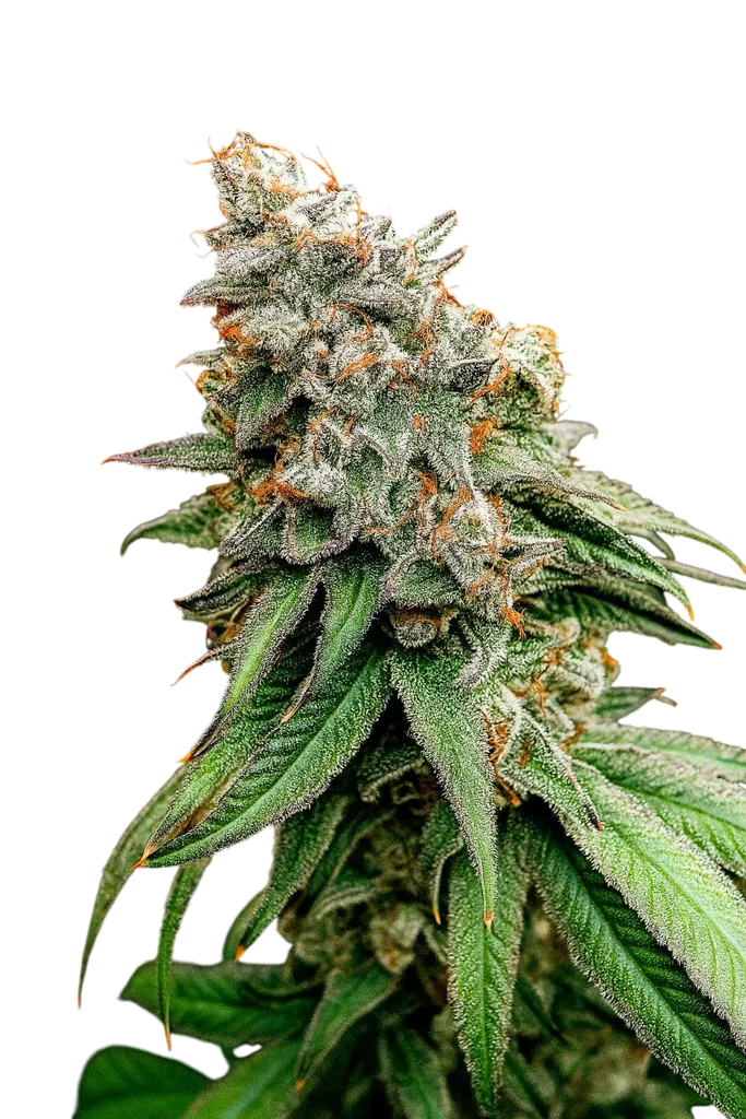 Boof Tang | PHOTOFEM | Elev8 Seeds