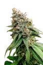 Boof Tang | PHOTOFEM | Elev8 Seeds