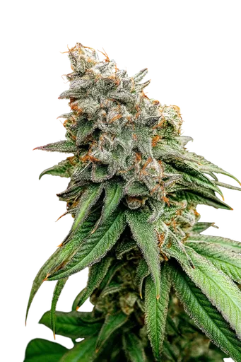 Boof Tang