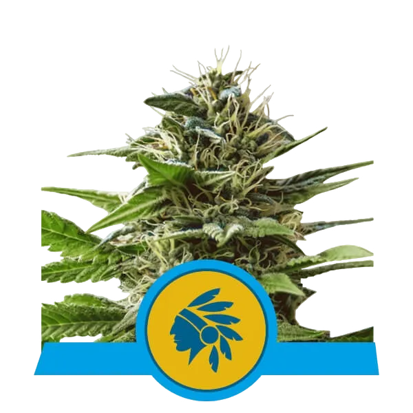 Tatanka Pure CBD | PHOTOFEM | Royal Queen Seeds