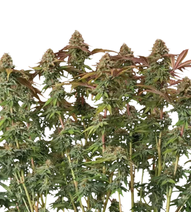 Terp & Tonic Auto