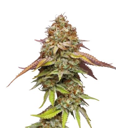 Terp & Tonic | PHOTOFEM | Seedstockers