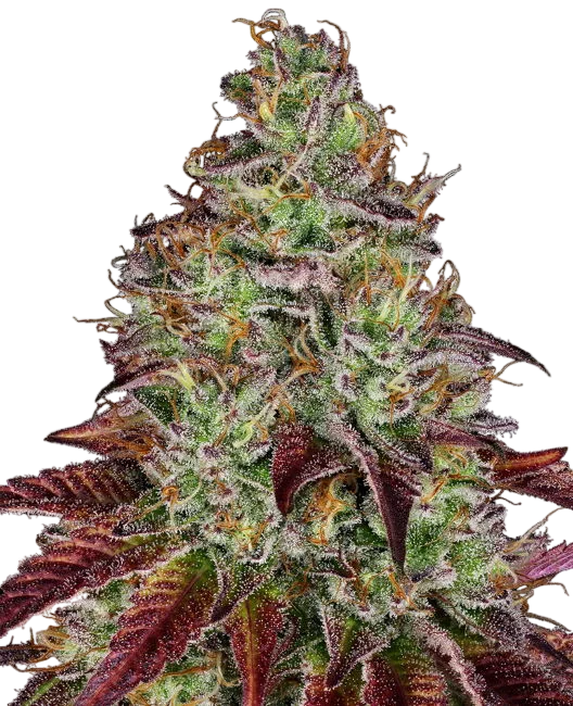 Tezla OG | PHOTOFEM | Sensi Seeds Research