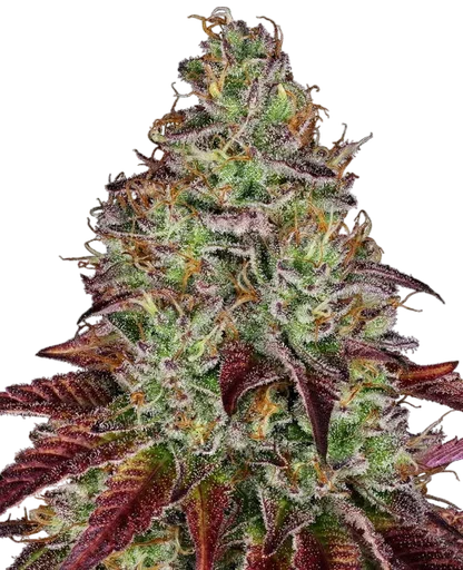 Tezla OG