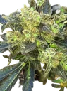 Boss Hogg | PHOTOFEM | Cali Connection
