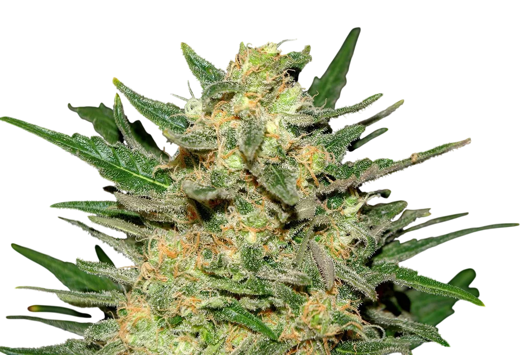 Thai Fantasy | PHOTOFEM | Kannabia Seeds