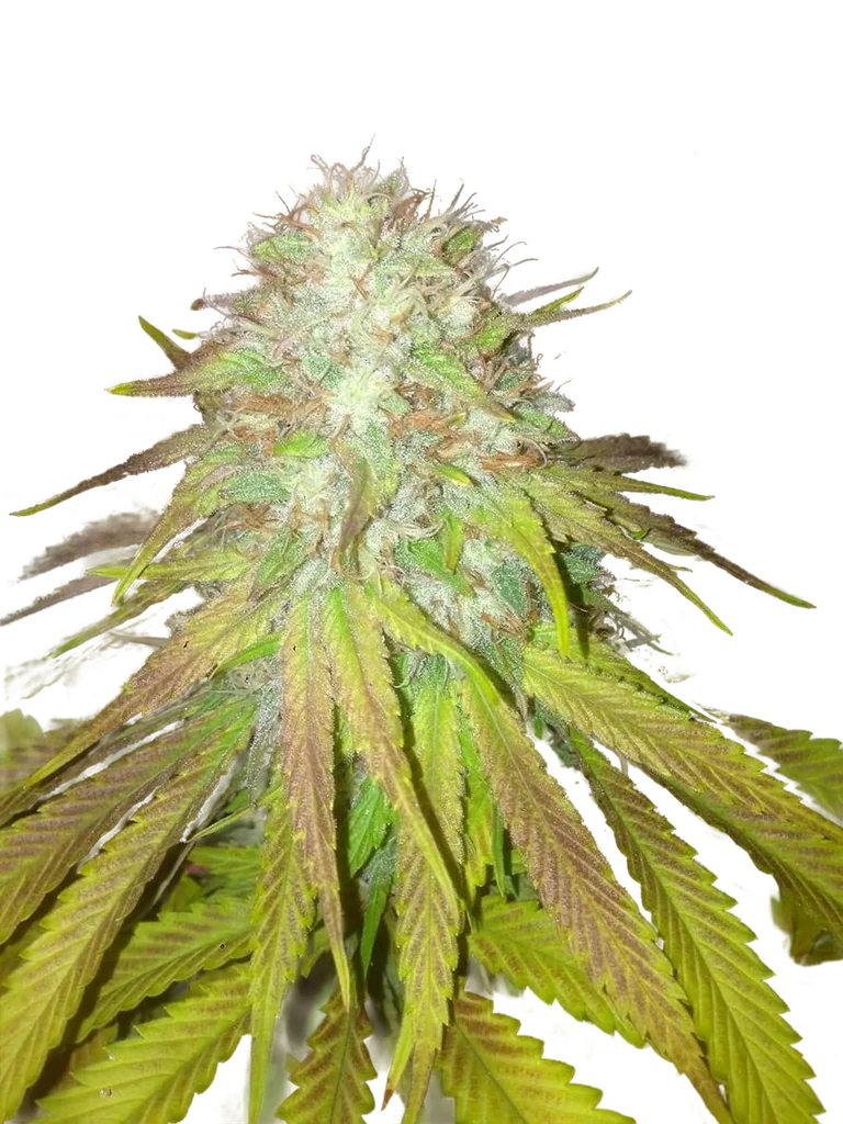 Boss Hogg Auto | AUTOFEM | Cali Connection