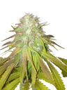 Boss Hogg Auto | AUTOFEM | Cali Connection