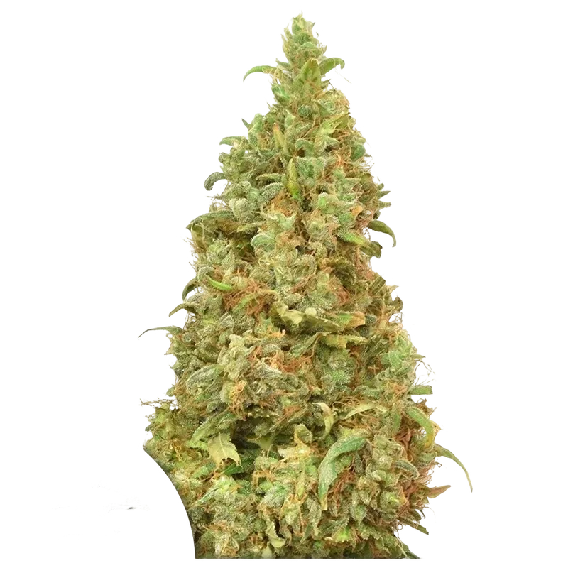 THC-Victory | PHOTOFEM | Dutch Passion