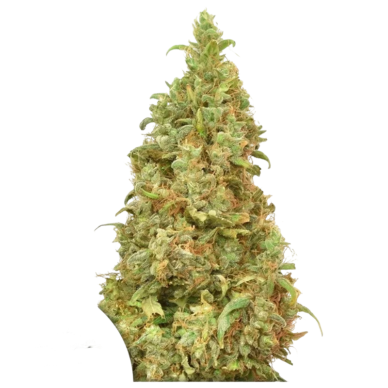 THC-Victory | PHOTOFEM | Dutch Passion