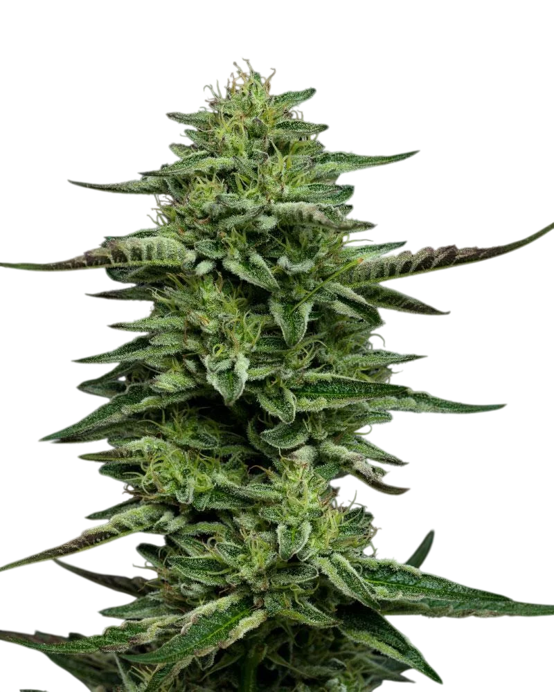 The Bling | PHOTOFEM | Humboldt Seed Co.