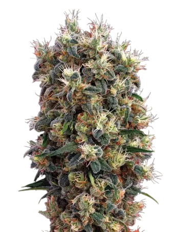 The Church | PHOTOFEM | Greenhouse Seed Co.