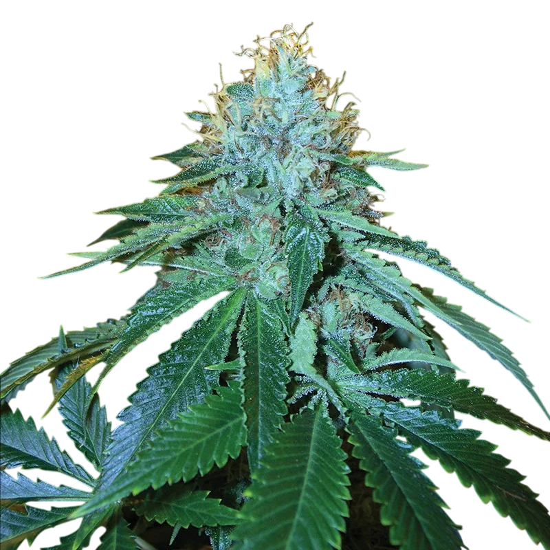 The OG #18 | PHOTOFEM | DNA Genetics