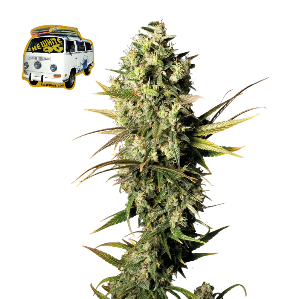 The White OG | PHOTOFEM | Seedsman