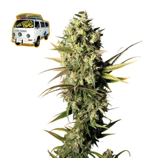 The White OG