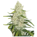 Think Big Auto | AUTOFEM | Dutch Passion