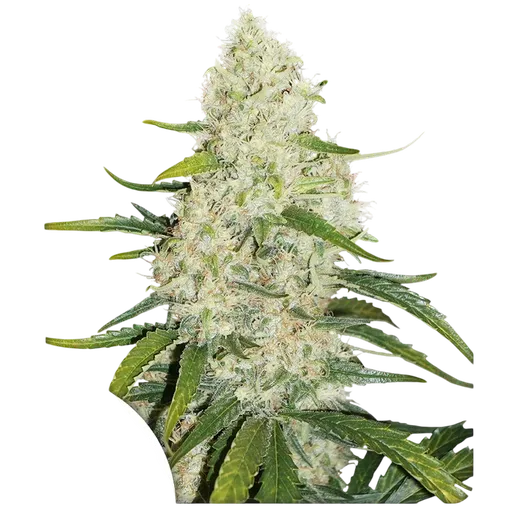 Think Big Auto | AUTOFEM | Dutch Passion