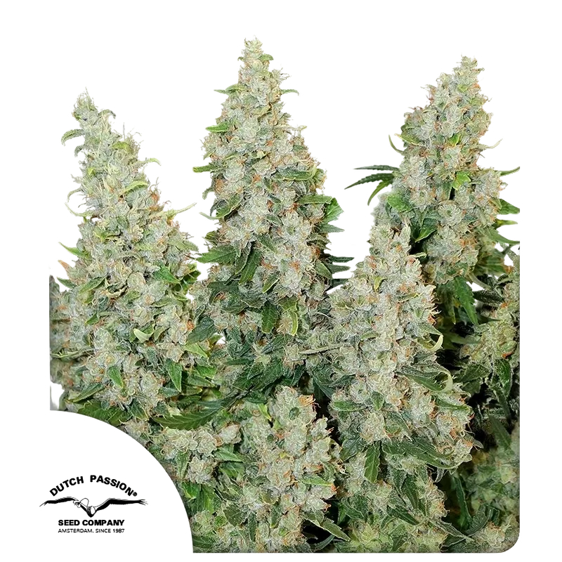 Think Different Auto | AUTOFEM | Dutch Passion