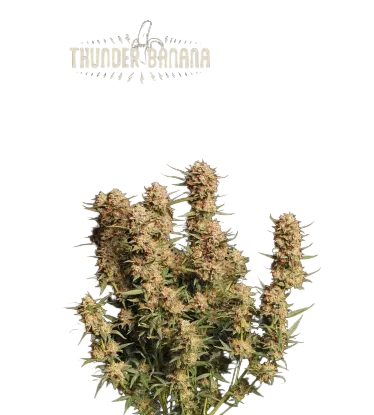 Thunder Banana Auto | AUTOFEM | Seedstockers